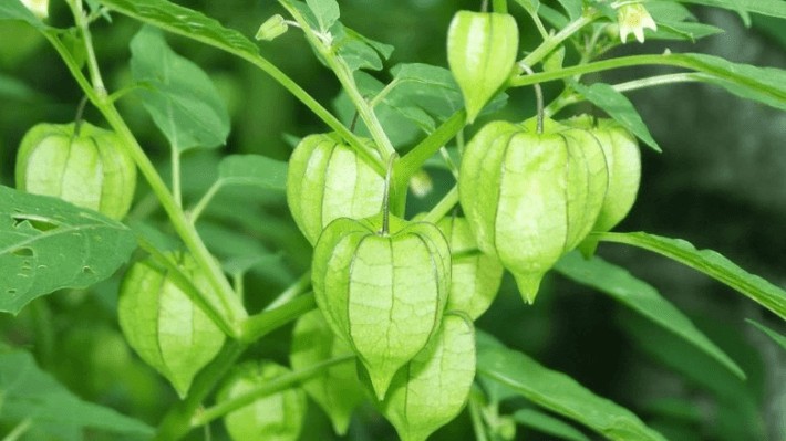 2 loại rau mọc dại ở Việt Nam nhưng lại có công dụng tuyệt vời đối với sức khỏe