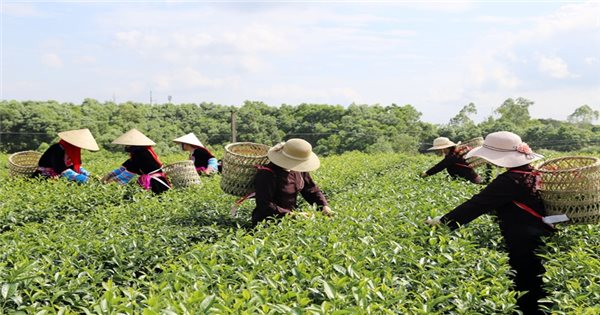 Quảng Ninh: Thêm 16 vùng trồng đủ điều kiện cấp mã số sẵn sàng xuất khẩu |  Báo Dân tộc và Phát triển