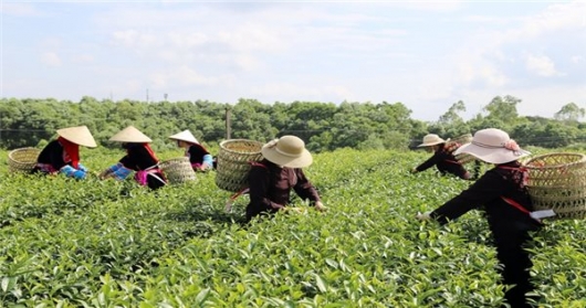 Quảng Ninh: Cấp mã số vùng trồng nông nghiệp để đáp ứng các tiêu chí xuất khẩu