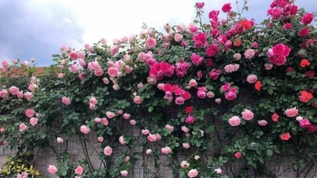 Top 5 loại cây cảnh ra hoa quanh năm được giới yêu hoa 