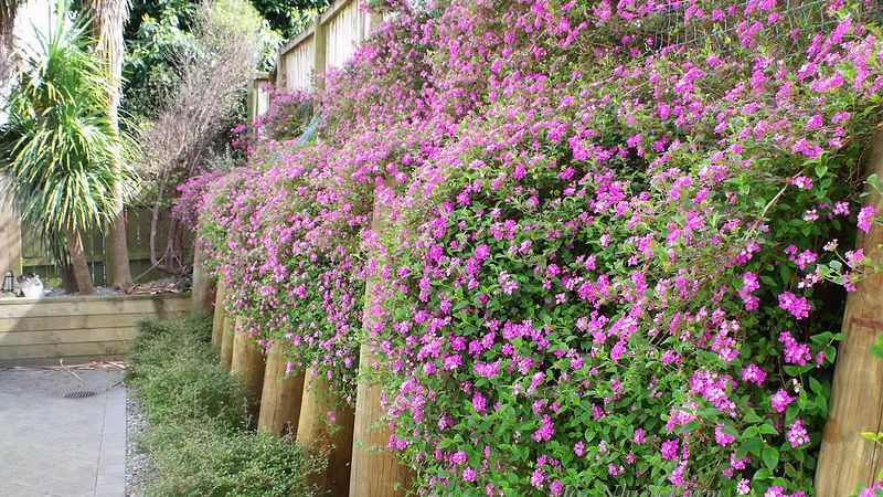 Hoa ngũ sắc tím trang trí cho khu vườn