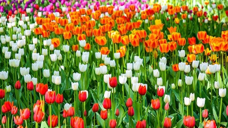 Hoa tulip vô cùng nổi tiếng tại Hà Lan