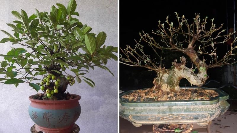 Cây sung bonsai trồng trong chậu đẹp mắt