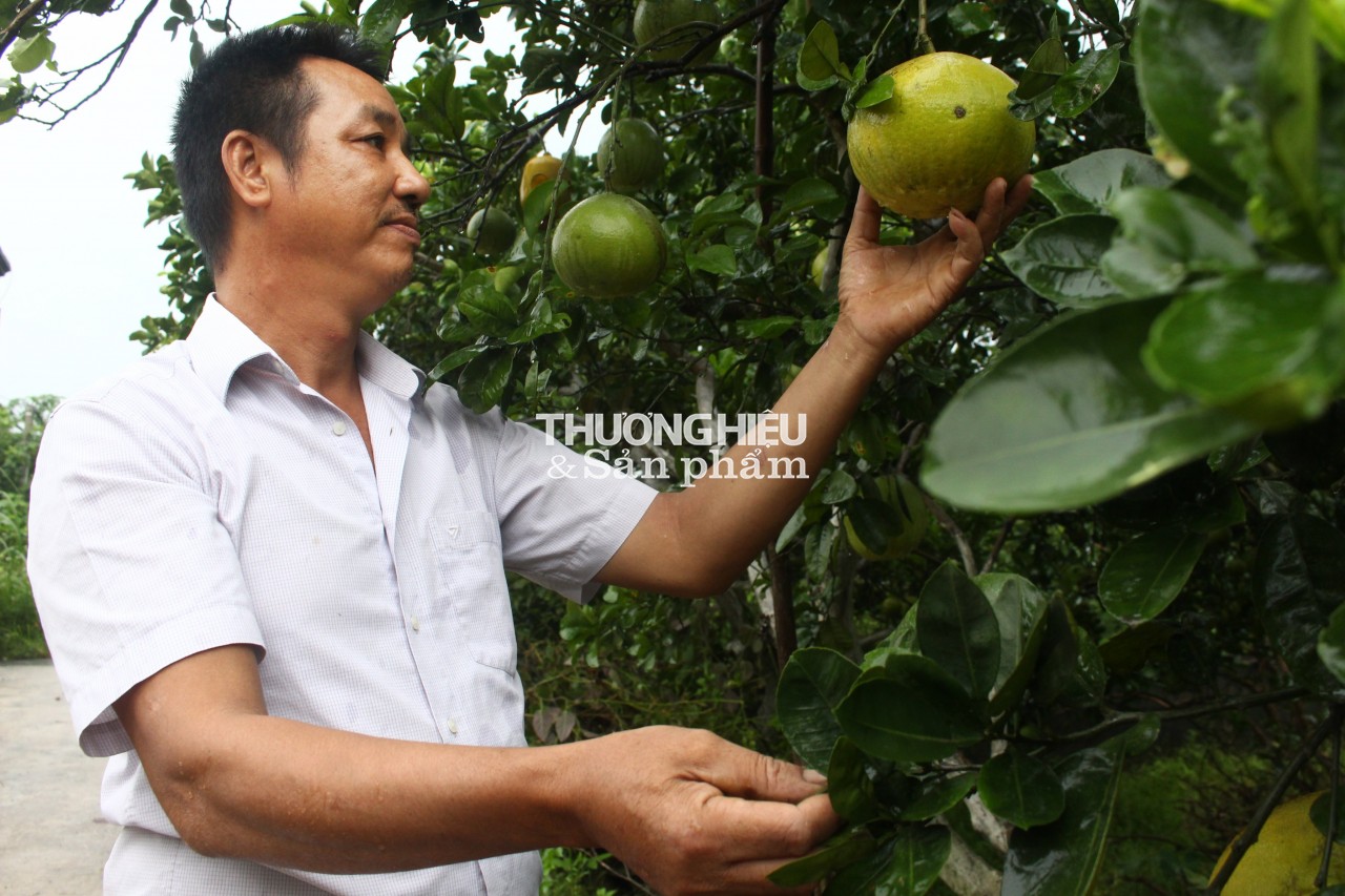 Thu hoạch bưởi Thồ trái vụ, nông dân huyện Phú Xuyên nâng cao thu nhập