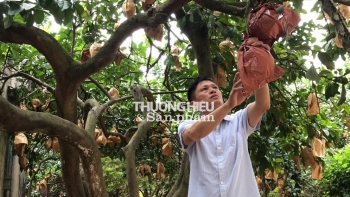 Doanh nhân nông nghiệp Lương Văn Phương: Người nâng tầm thương hiệu Bưởi đỏ Đông Cao