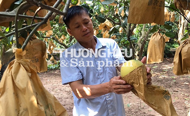 Doanh nhân nông nghiệp Lương Văn Phương: Bằng sự tận hiến, đã ghi những dấu ấn lớn trong xây dựng, nâng tầm thương hiệu Bưởi đỏ Đông Cao
